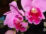 orchids-june10 006